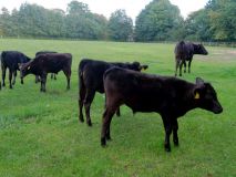 cloppen_story_08-Wagyu-Auetal