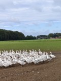 cloppen_story_13-IMG_20261008_110303