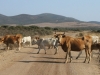 sardinien_anreise55